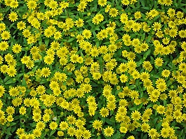 黃色,鮮花,野生花卉