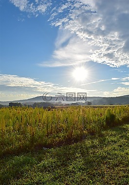 日出,原野,天空