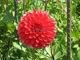 raghavendra,红色,开花