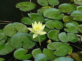 百合,花卉,夏季