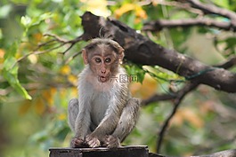 猴子,動(dòng)物,亞洲