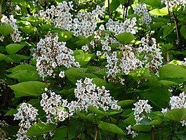 花序,鲜花,在葡萄藤上
