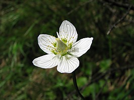 親愛的沼澤,學(xué)生小花,開花
