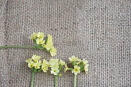 黃花九輪草,黃色,鮮花