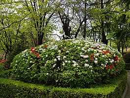 公園,大自然,木材