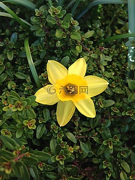 花,喇叭水仙,開花