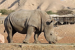 犀牛,動(dòng)物園