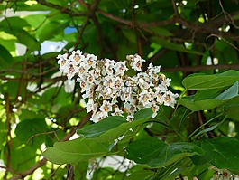 花序,鲜花,在葡萄藤上