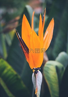 盛開,開花,光明