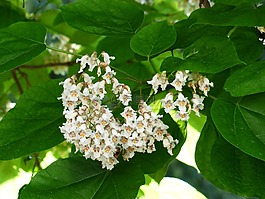 花序,鲜花,在葡萄藤上