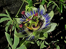 激情花,露,滴