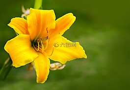 花卉,花,阿瑪爾