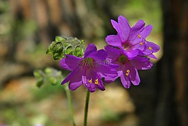 花,紫色,紫色花