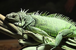 伊瓜納,爬行動物,蜥蜴