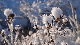 雪,植物,心