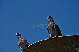 鴿子,動(dòng)物,鳥(niǎo)