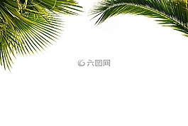棕櫚,壁紙,紙