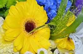 太陽(yáng)翼,花,藍(lán)色