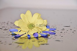 太陽(yáng)翼,花,藍(lán)色