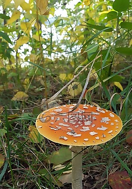 飛木耳,森林,大自然