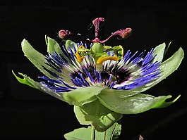 西番蓮,激情花,露