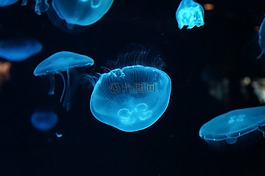 水母,水族館,海