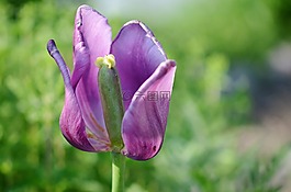 花,植物,開花