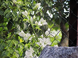 花卉,網(wǎng)格,白花