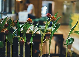 盛開,開花,植物區(qū)系
