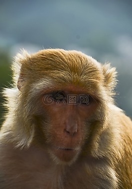 動(dòng)物,猴子,印度