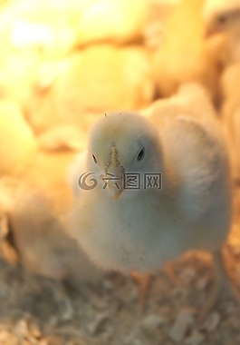小雞,動物,雞