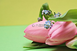 郁金香,不要忘了我,鮮花