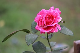玫瑰,花,加尔德