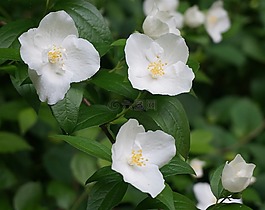 模擬橙花,開花,盛開