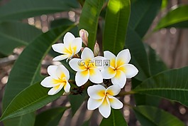 鮮花,素馨花,雞蛋花
