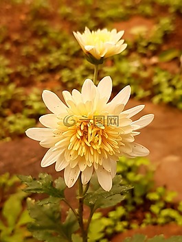 黃色,花,美麗