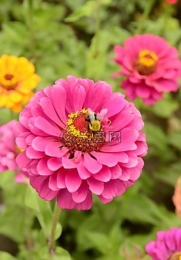 花,粉紅色,蜜蜂