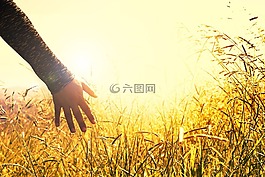 手,草,和平