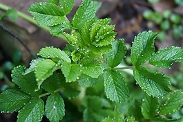 葉子,玫瑰,植物
