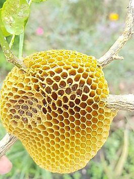 蜜蜂,蜂蜜,黃色
