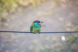 鸟,电线,动物