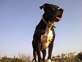 pitbull,狗,寵物
