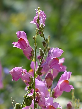 金鱼草,开花,花