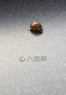 瓢蟲,甲蟲，昆蟲,昆蟲