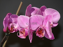 蘭花,開花,自然