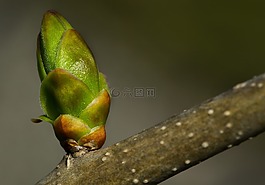 芽,分支机构,春天