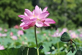 蓮花,花,開花