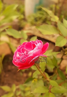 玫瑰,粉紅色,模糊