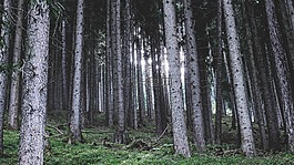 森林,景觀,自然