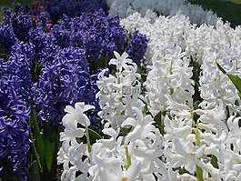 风信子,花卉,紫色